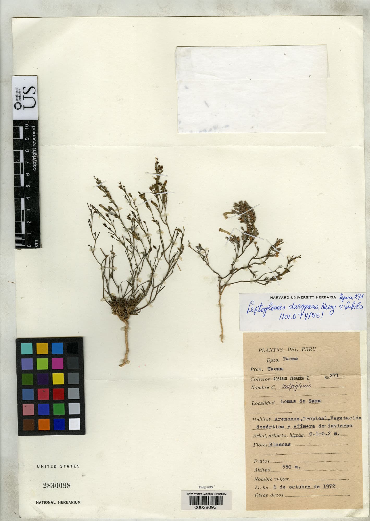Leptoglossis darcyana