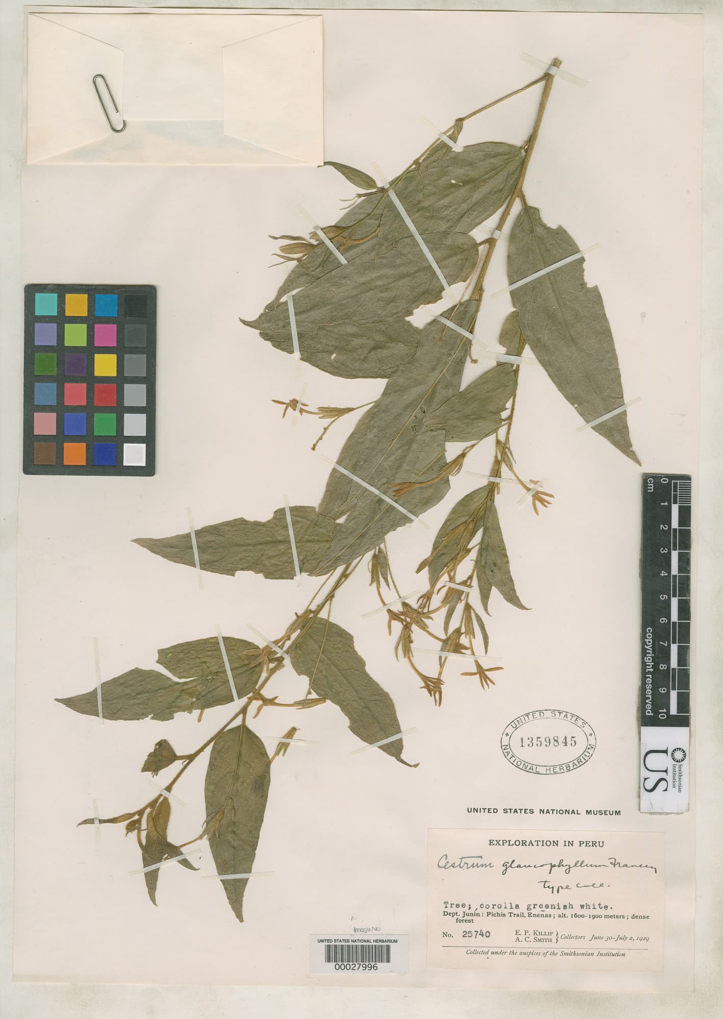glaucousleaf cestrum