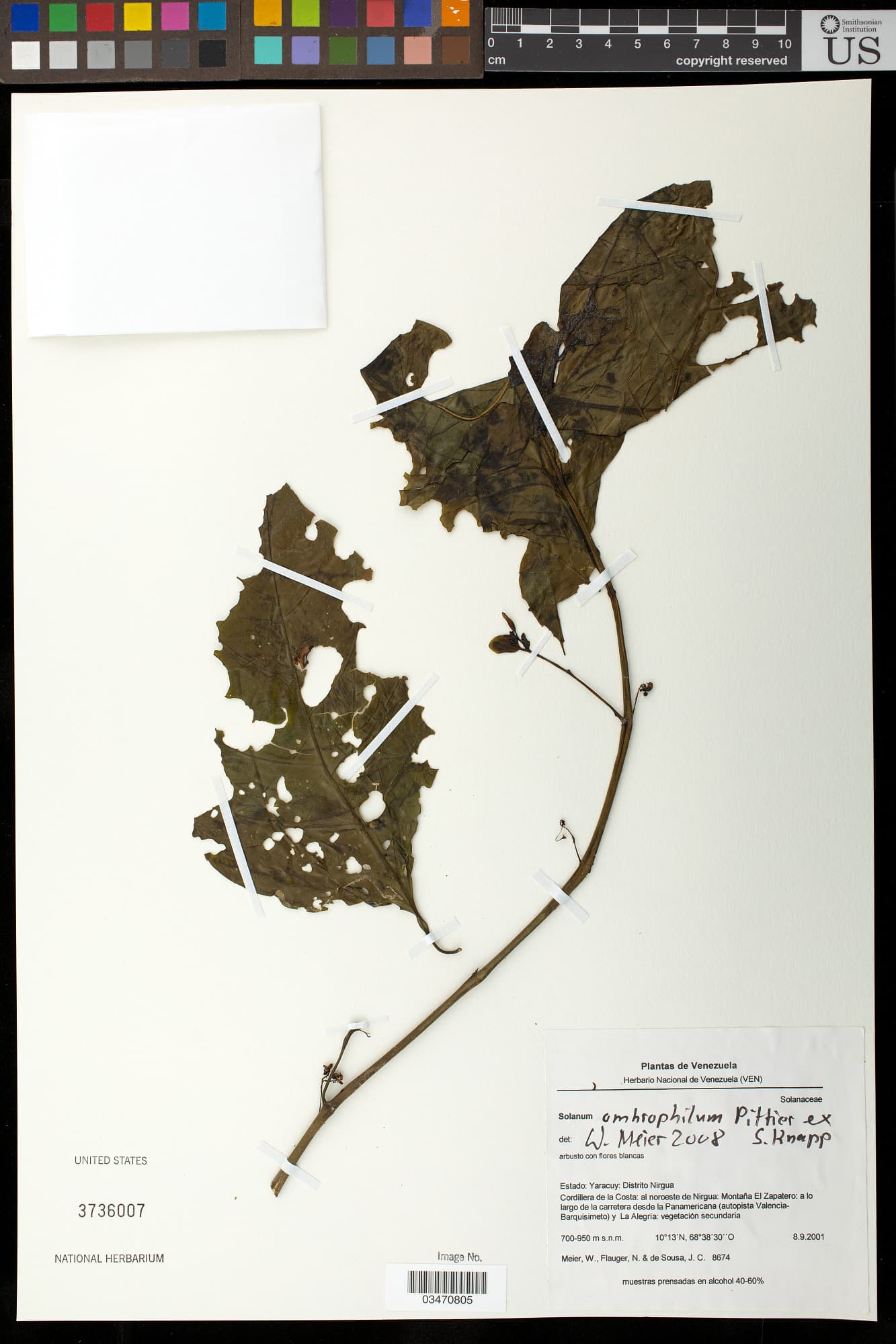 Solanum ombrophilum