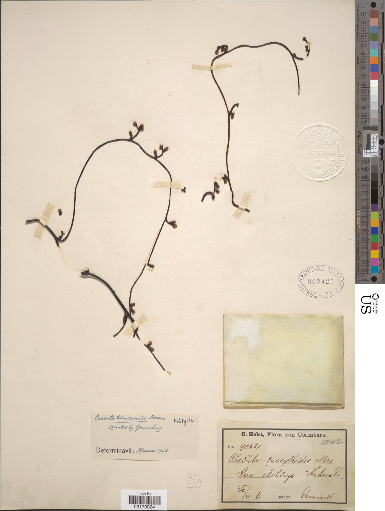 Cuscuta timorensis