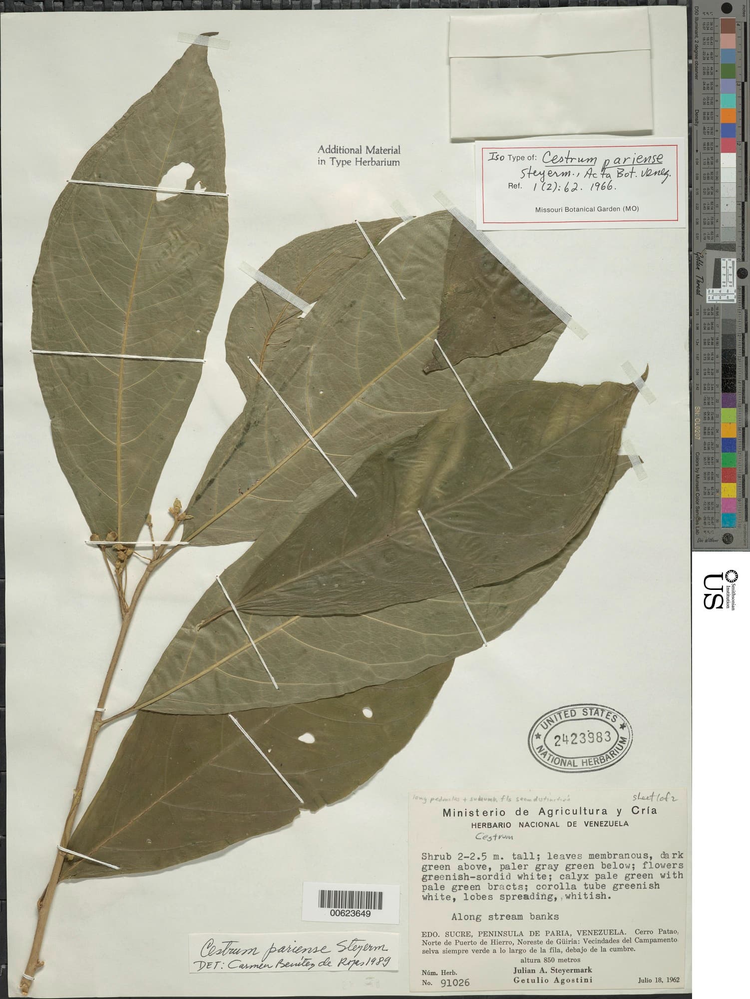 Cestrum pariense
