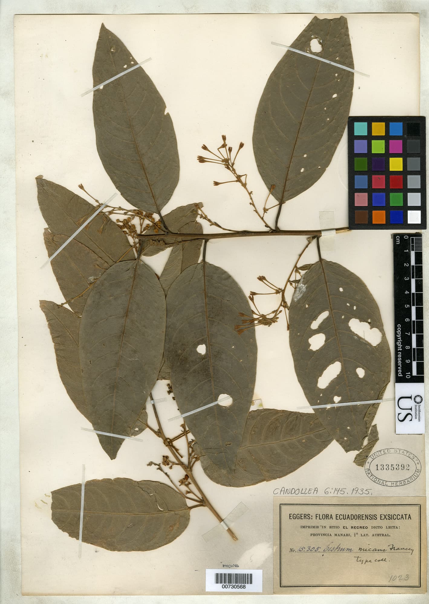 Cestrum micans