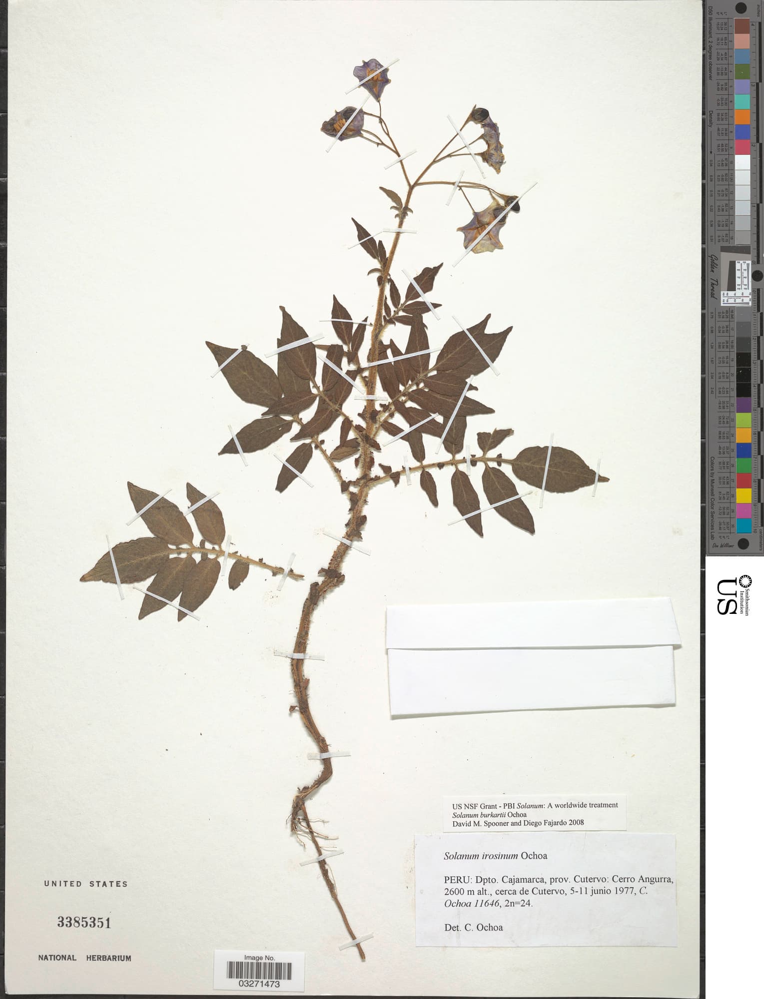 Solanum burkartii