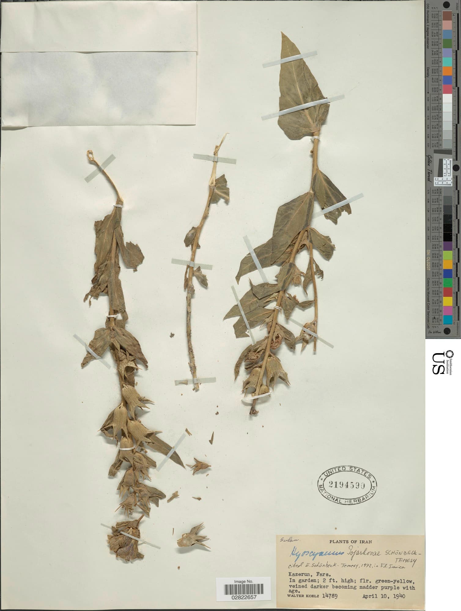 Hyoscyamus pojarkovae