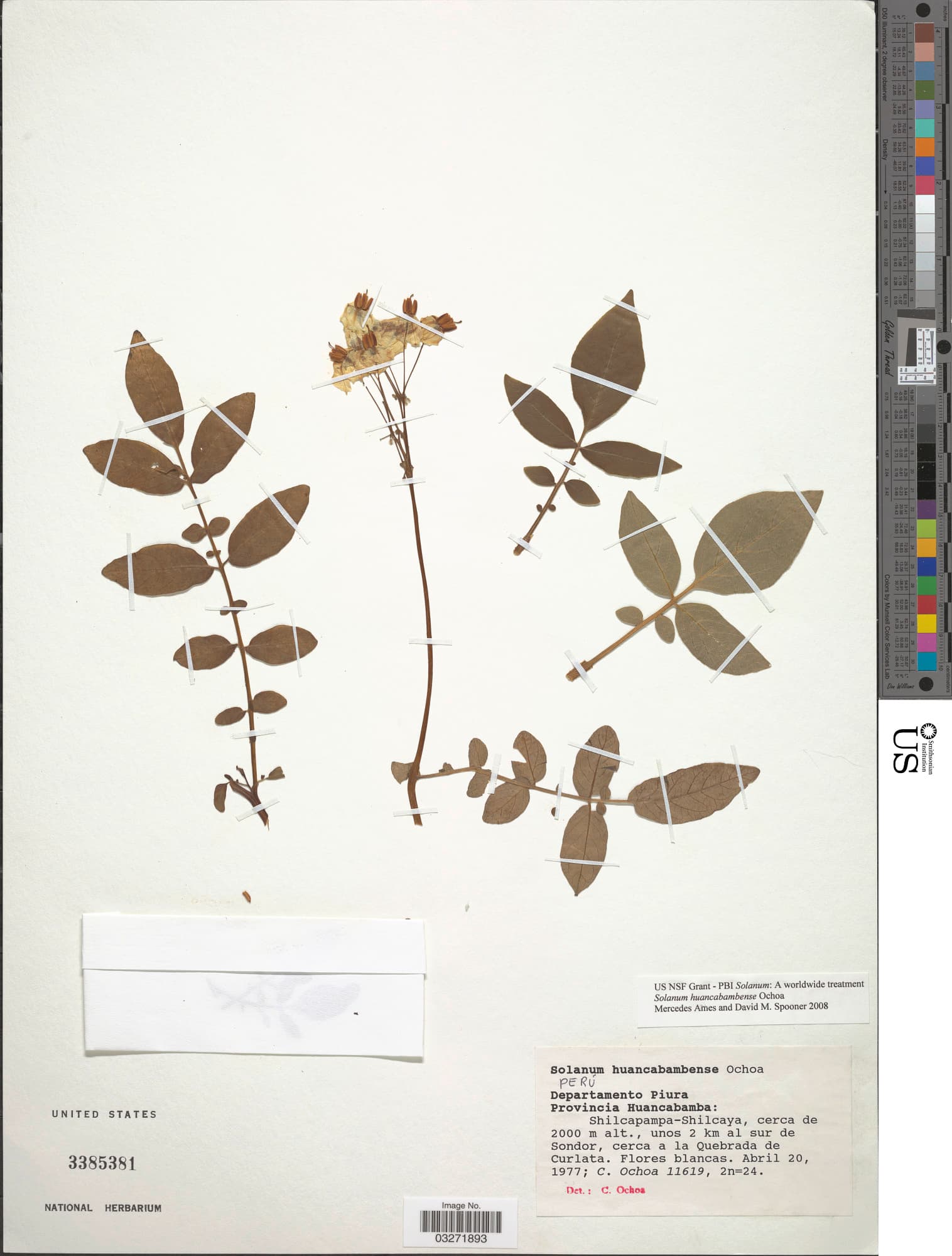 Solanum huancabambense