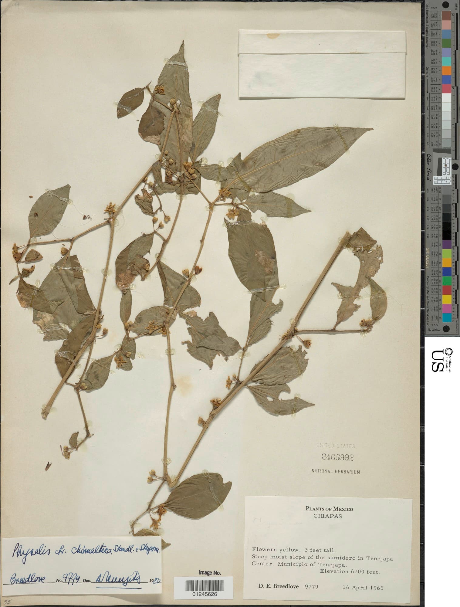Tzeltalia Calidaria
