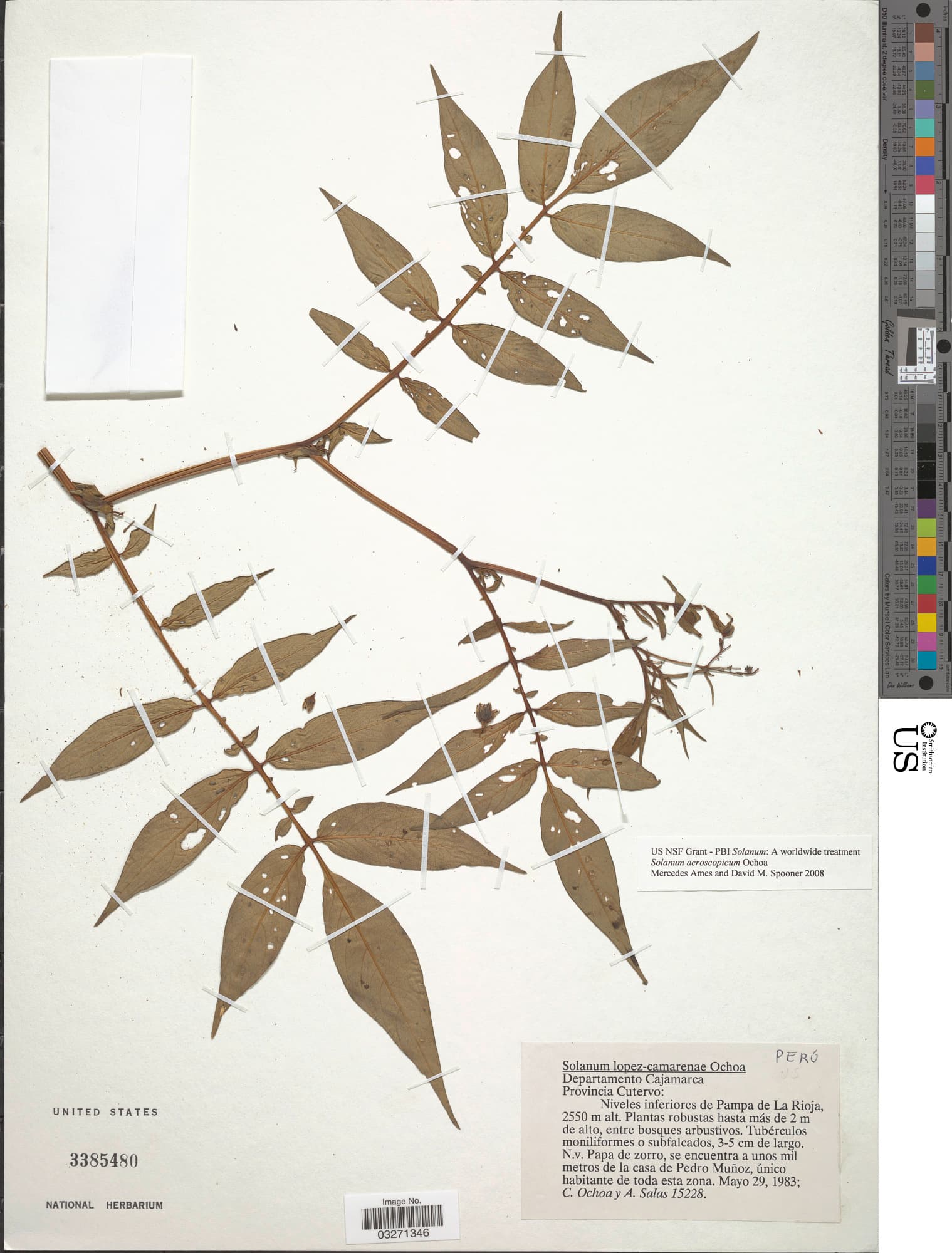 Solanum acroscopicum
