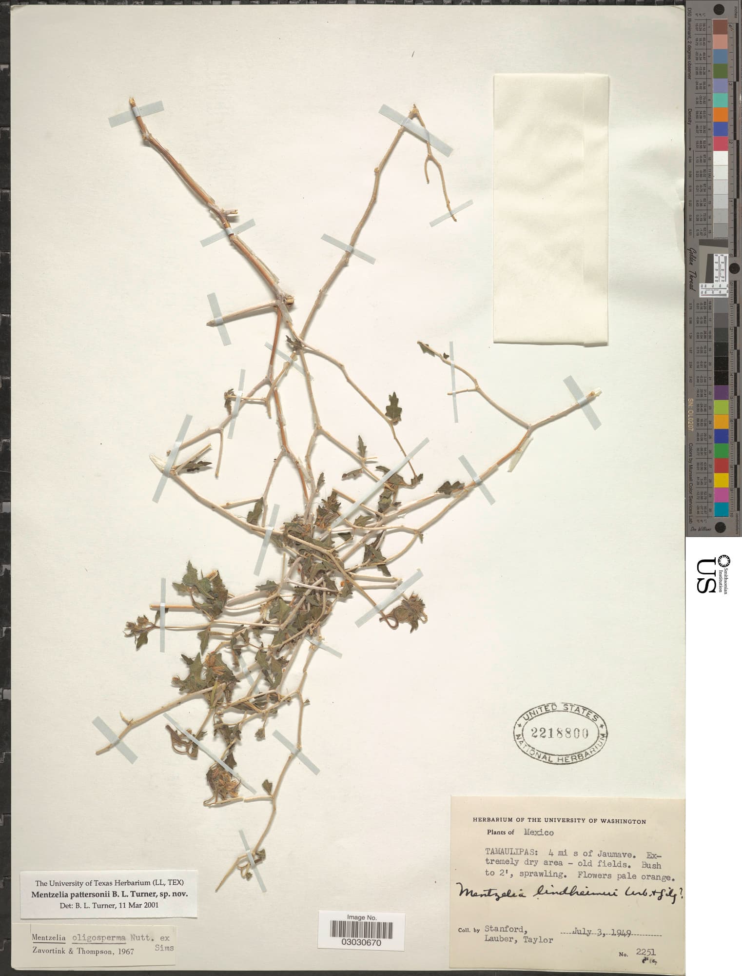Mentzelia pattersonii