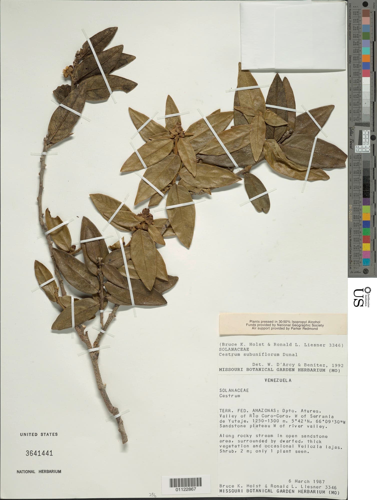 Cestrum subuniflorum