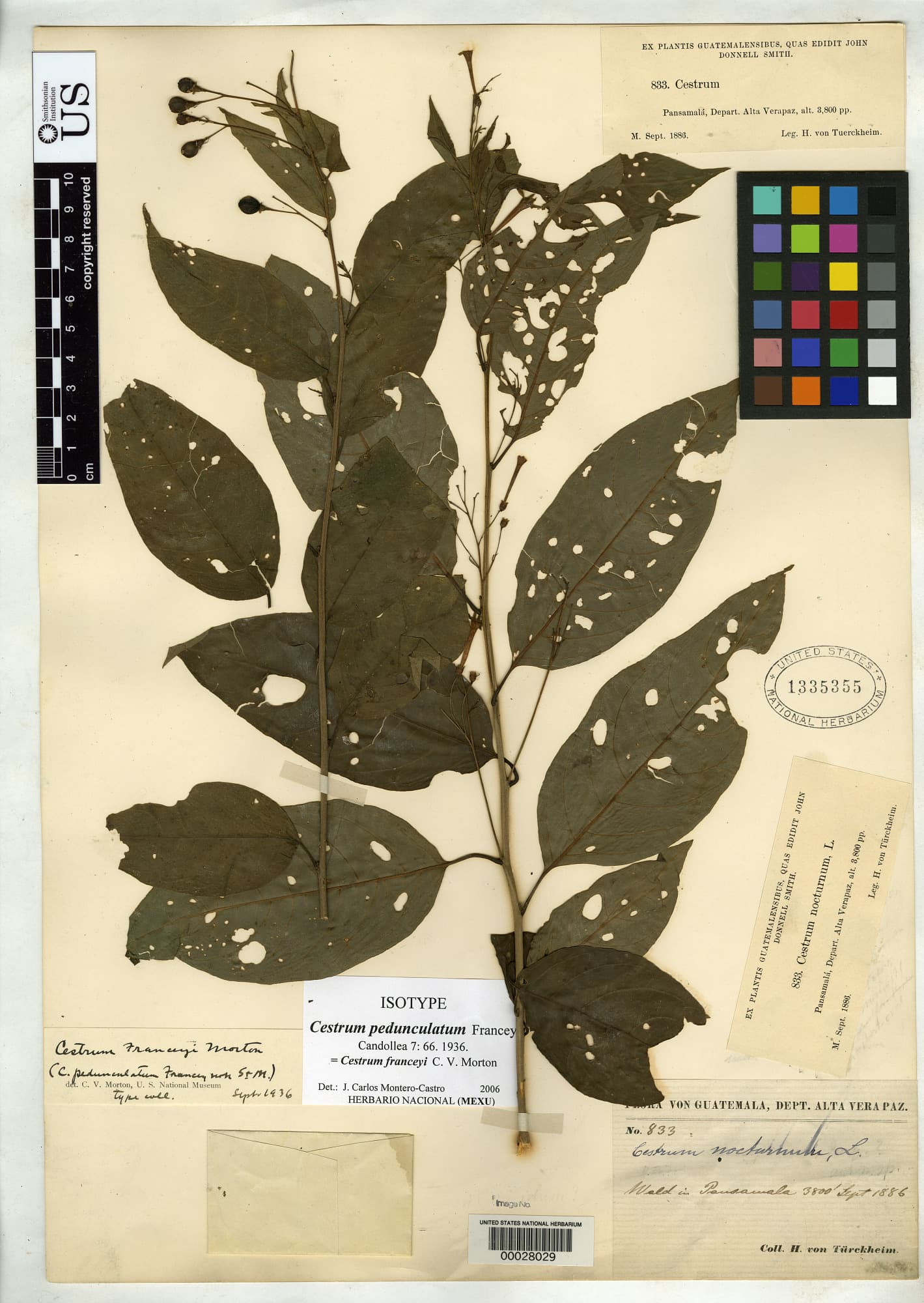 Cestrum franceyi