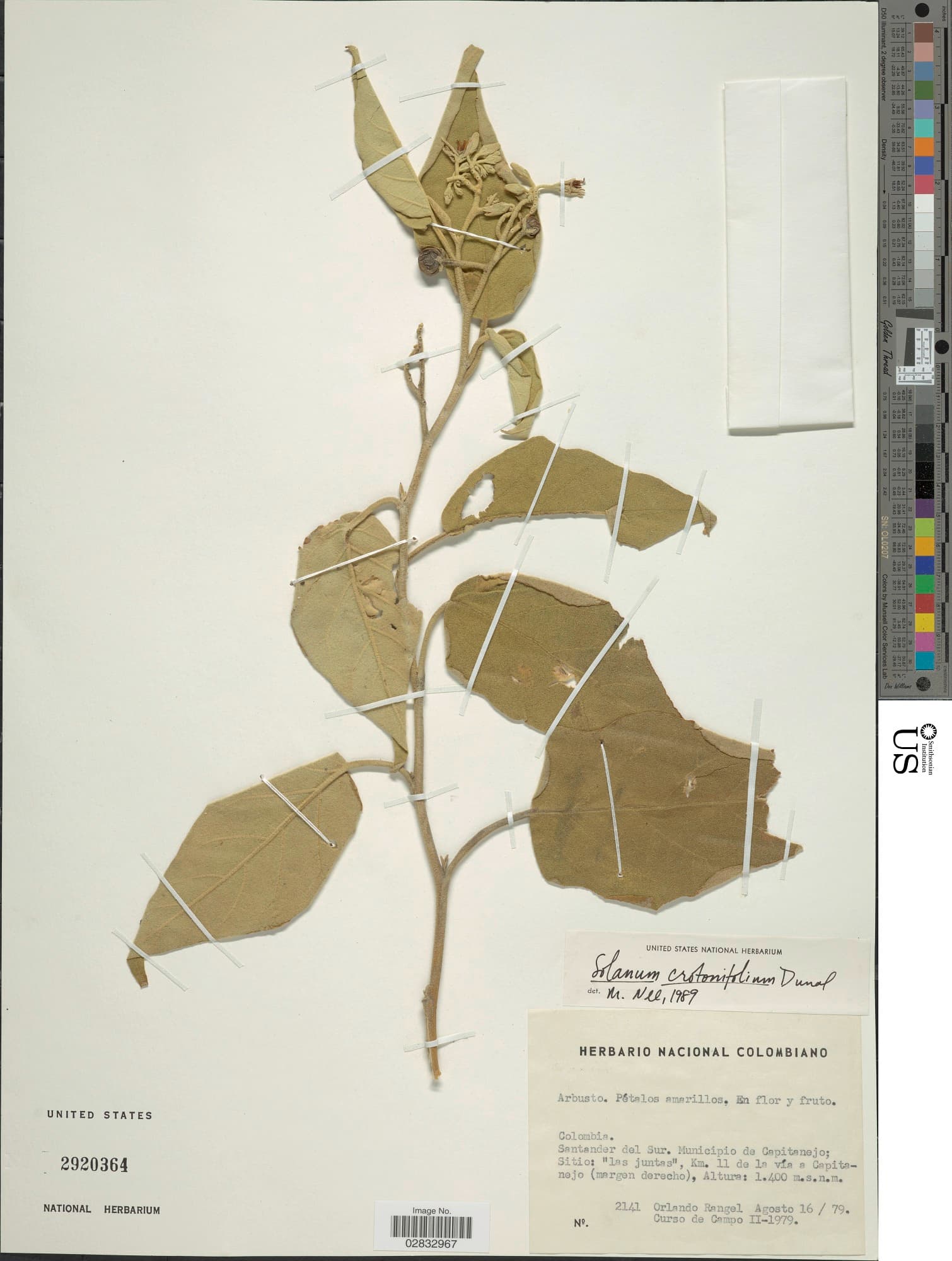 Solanum crotonifolium
