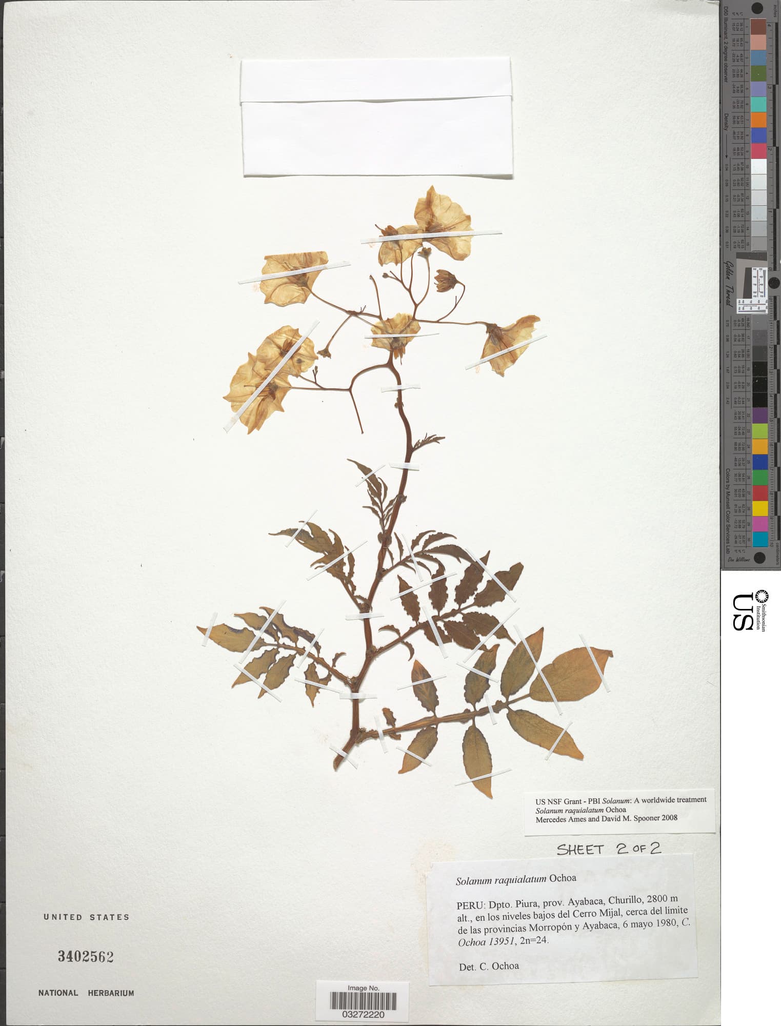 Solanum raquialatum