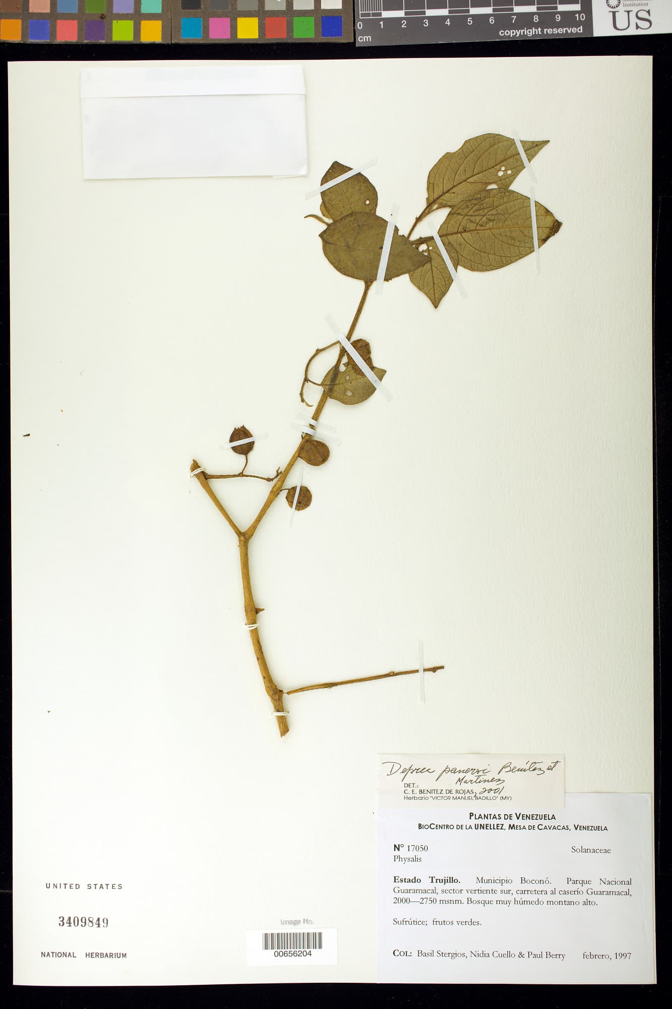 Deprea paneroi