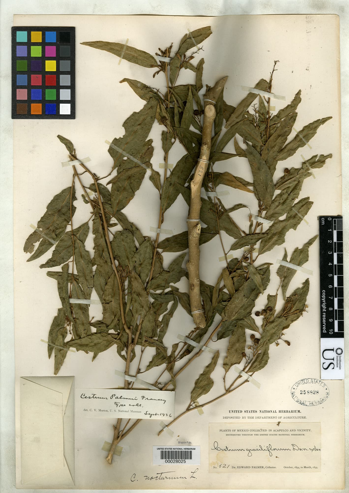 Cestrum palmeri