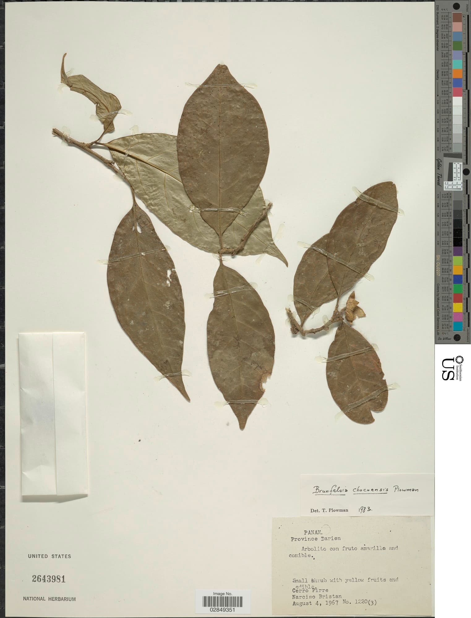 El Chocó raintree
