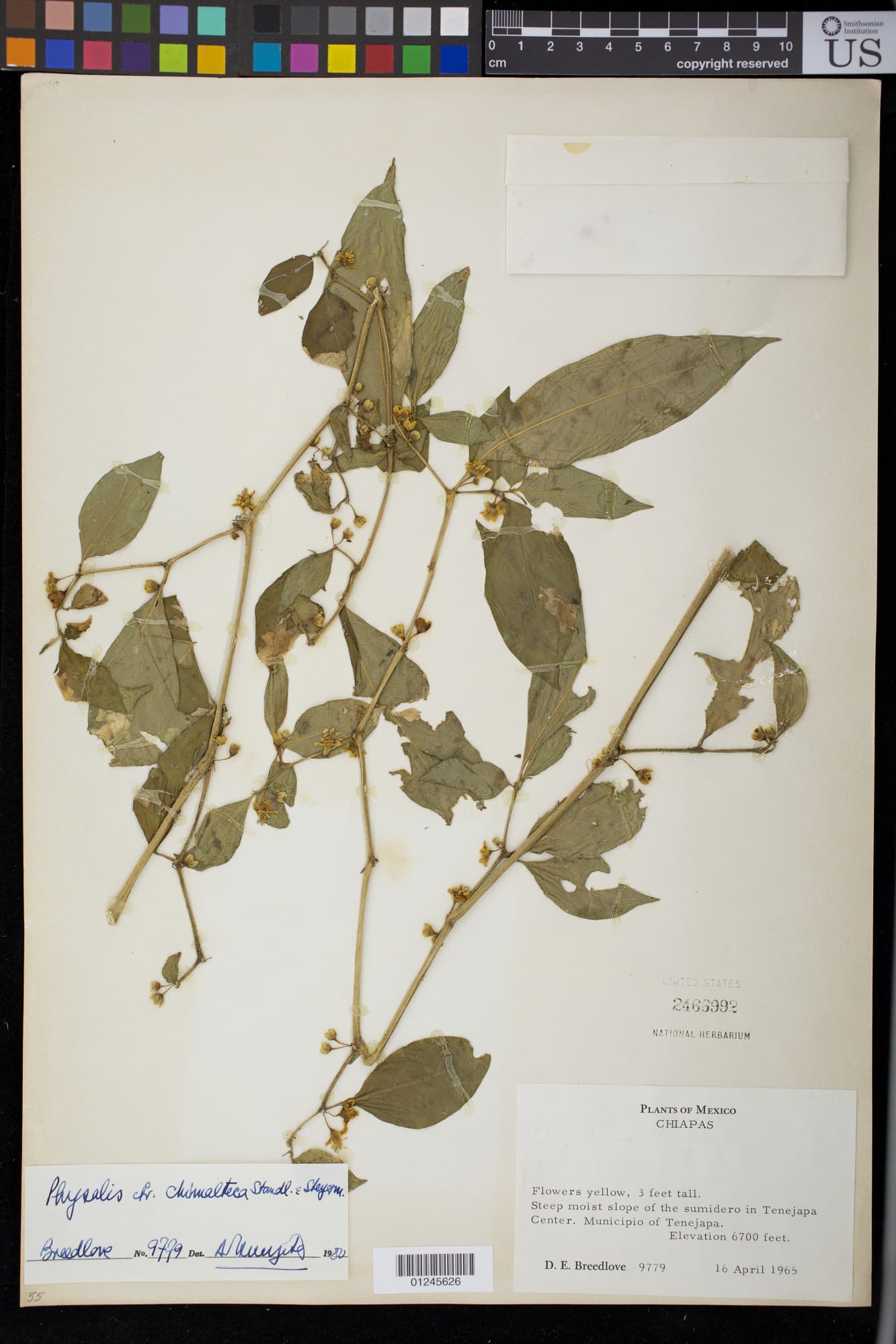 Tzeltalia calidaria
