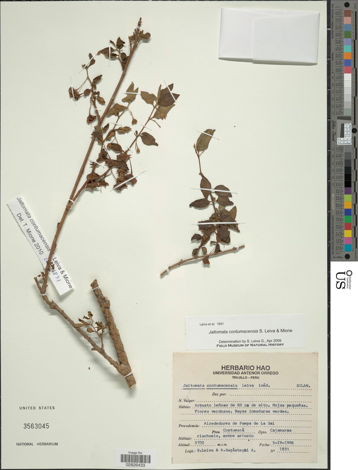 Jaltomata contumacensis