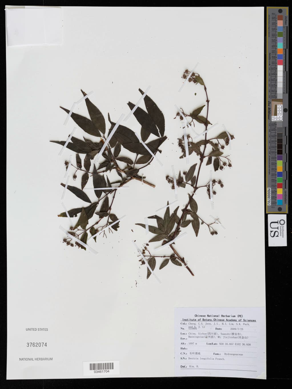 Deutzia longifolia