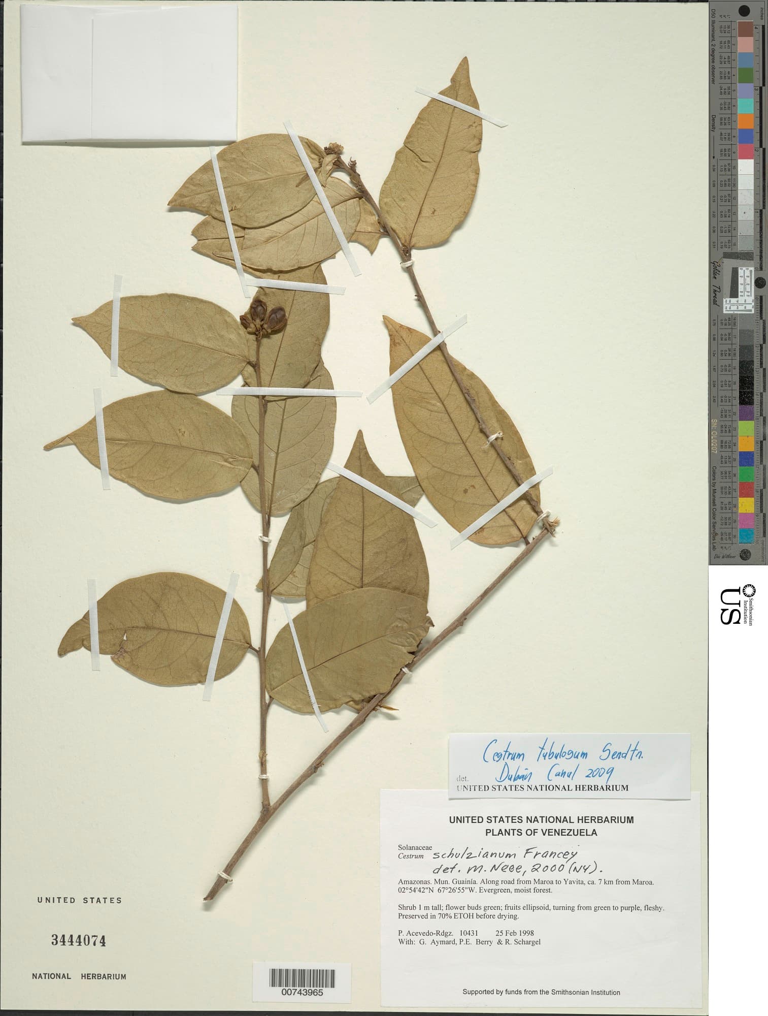 Cestrum tubulosum