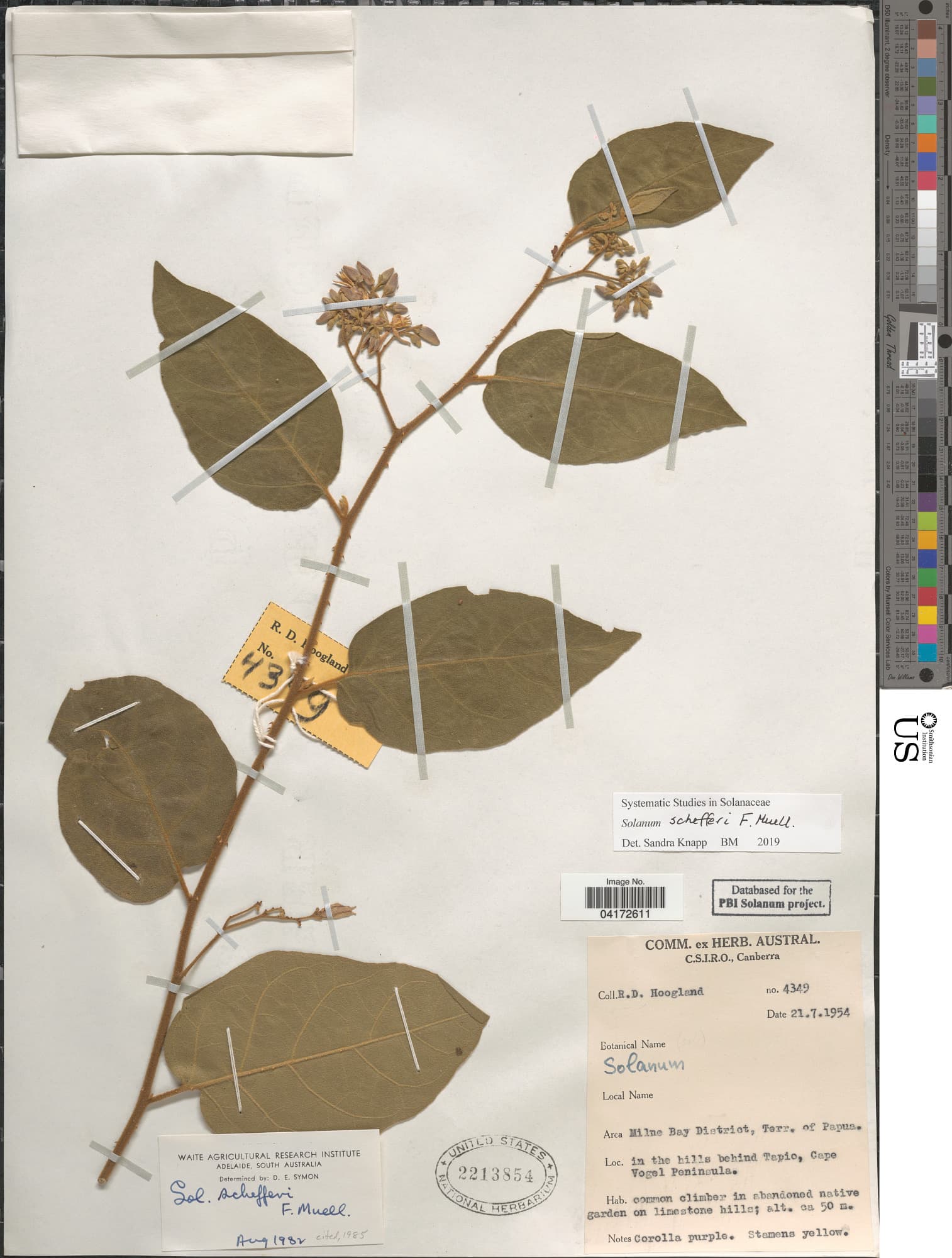 Solanum schefferi