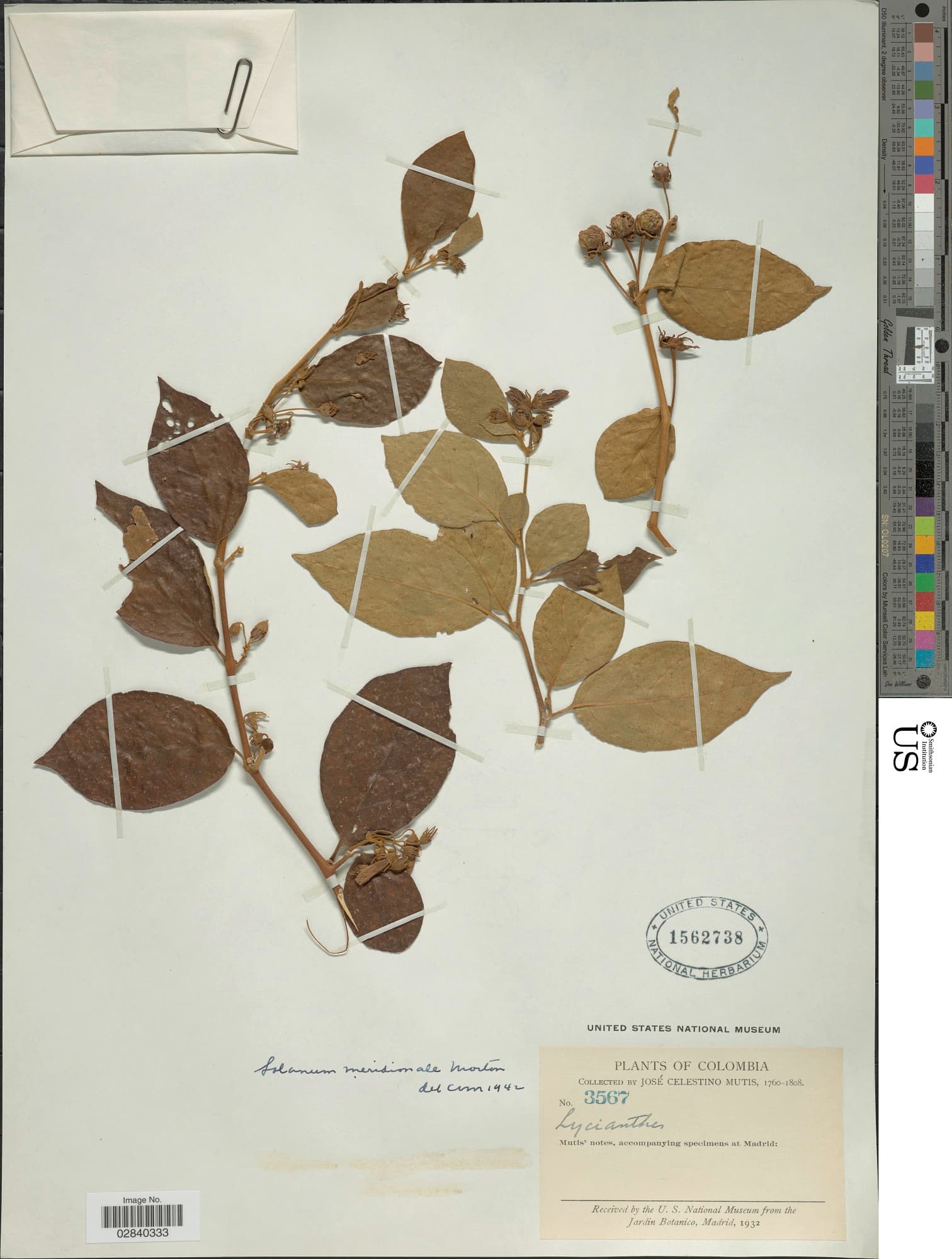 Lycianthes columbiana