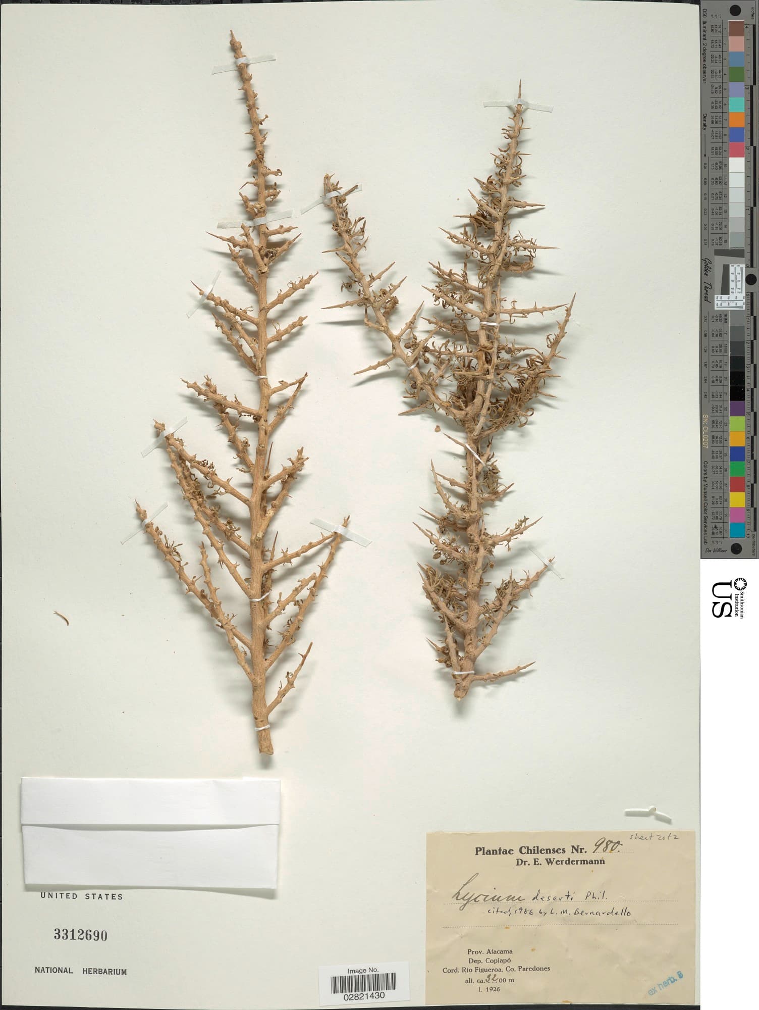 Lycium deserti