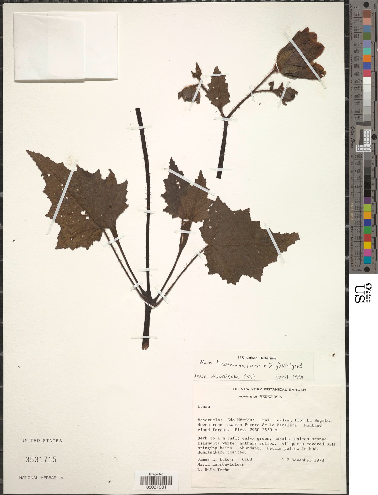 Nasa lindeniana