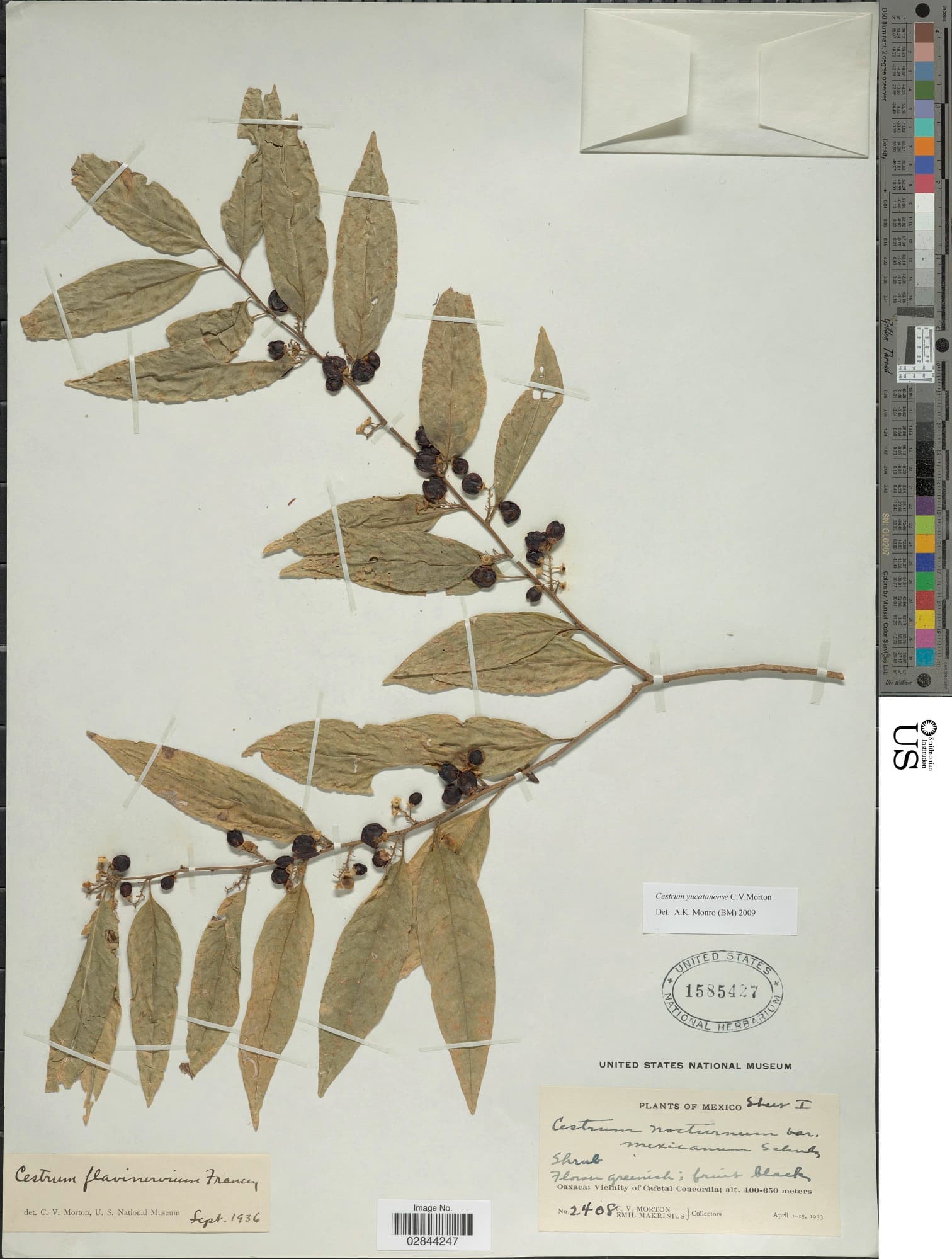 Yucatan Cestrum