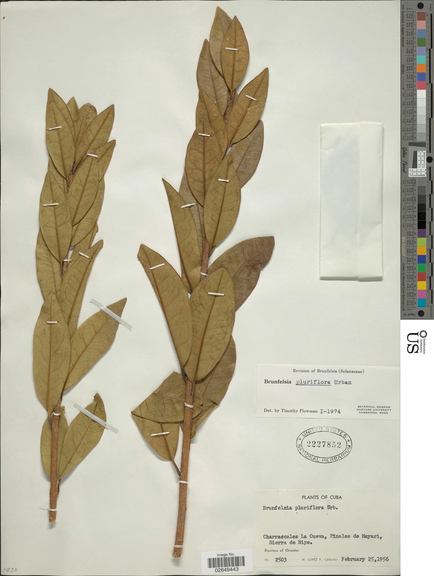 Brunfelsia pluriflora