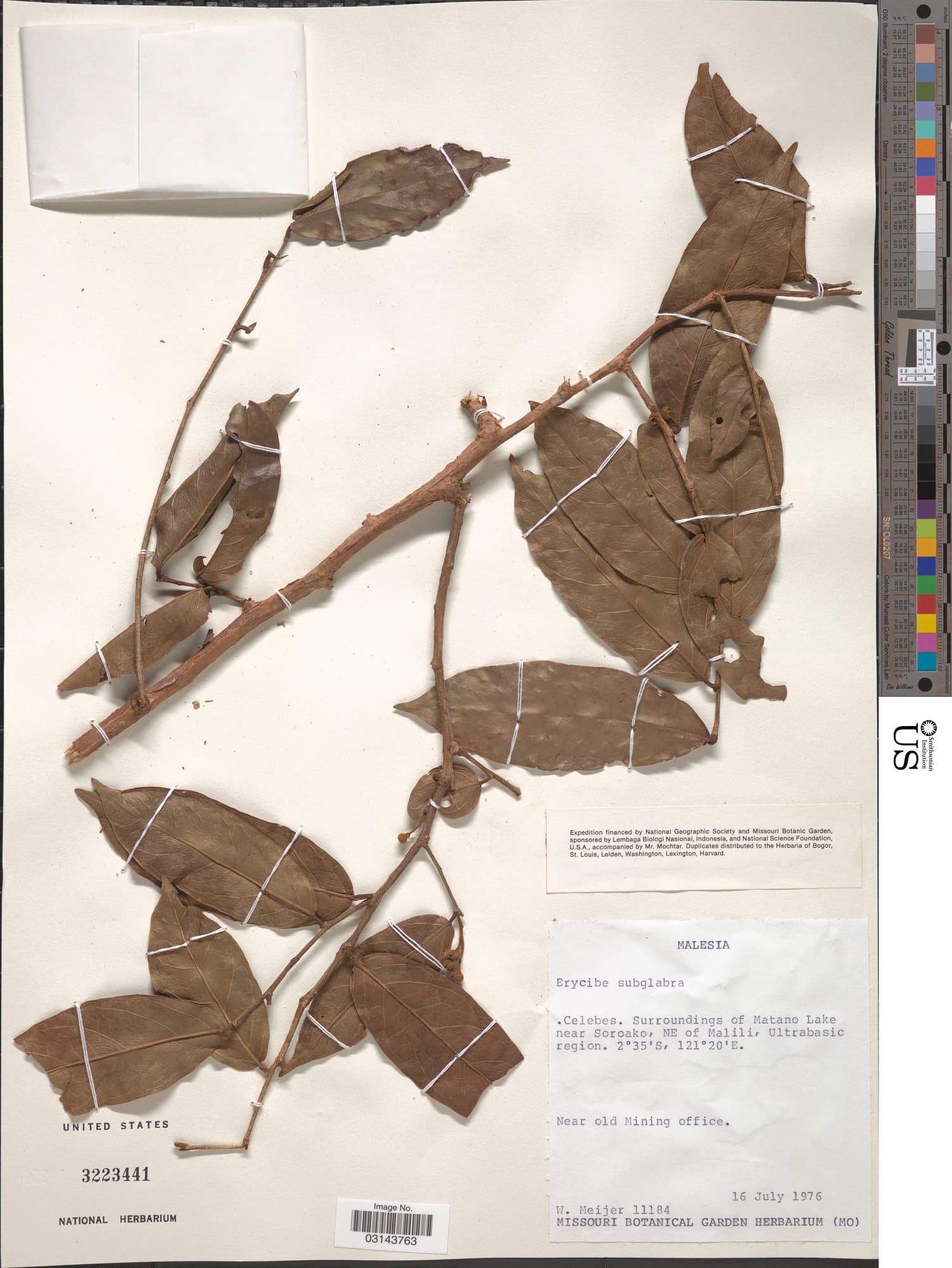 Erycibe subglabra