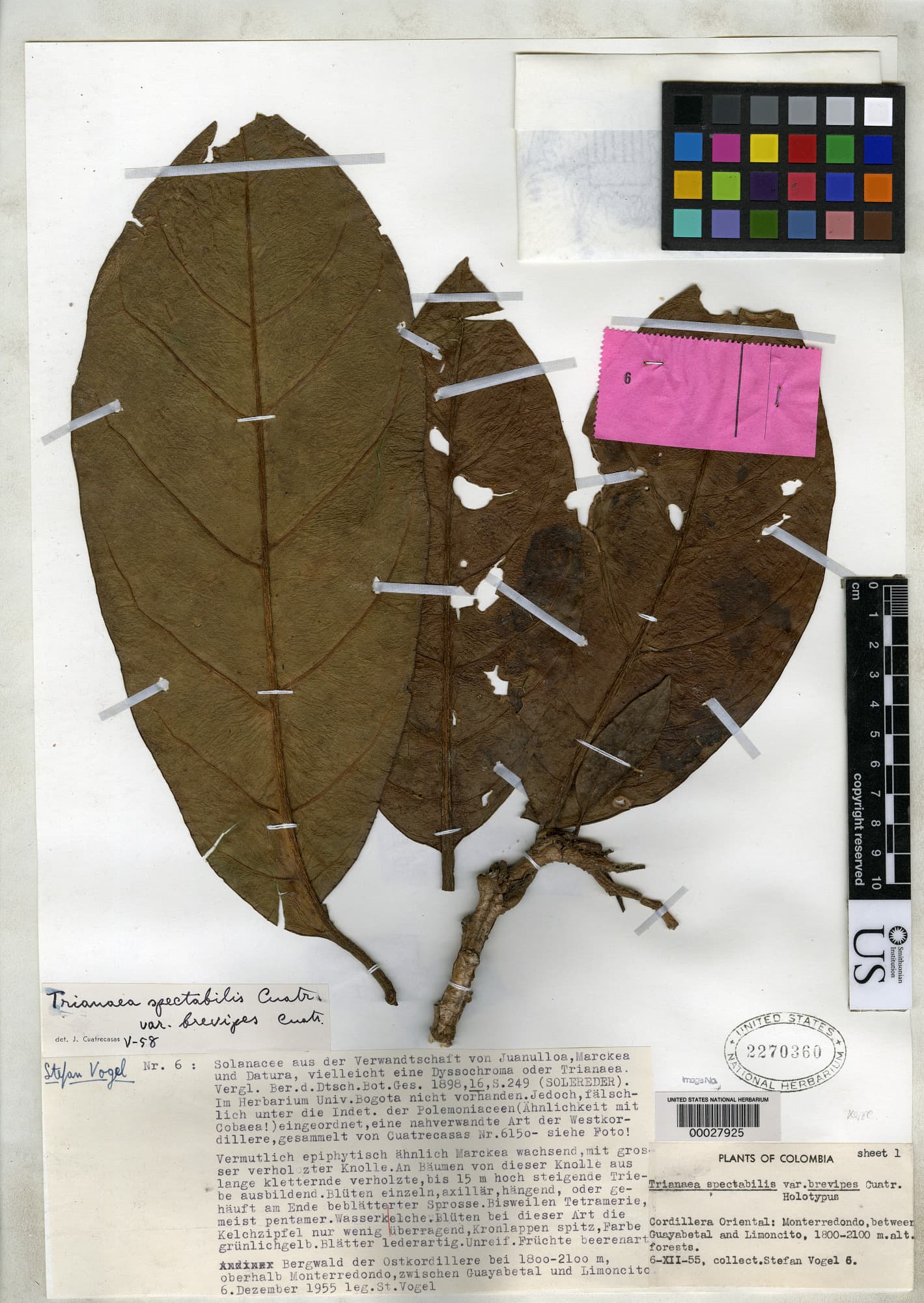 Trianaea brevipes