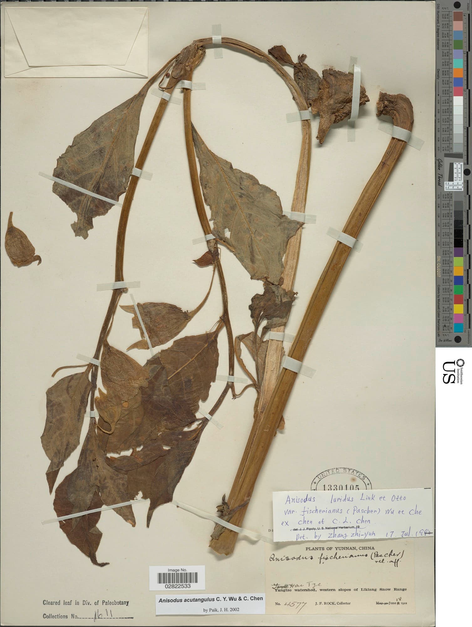 Anisodus