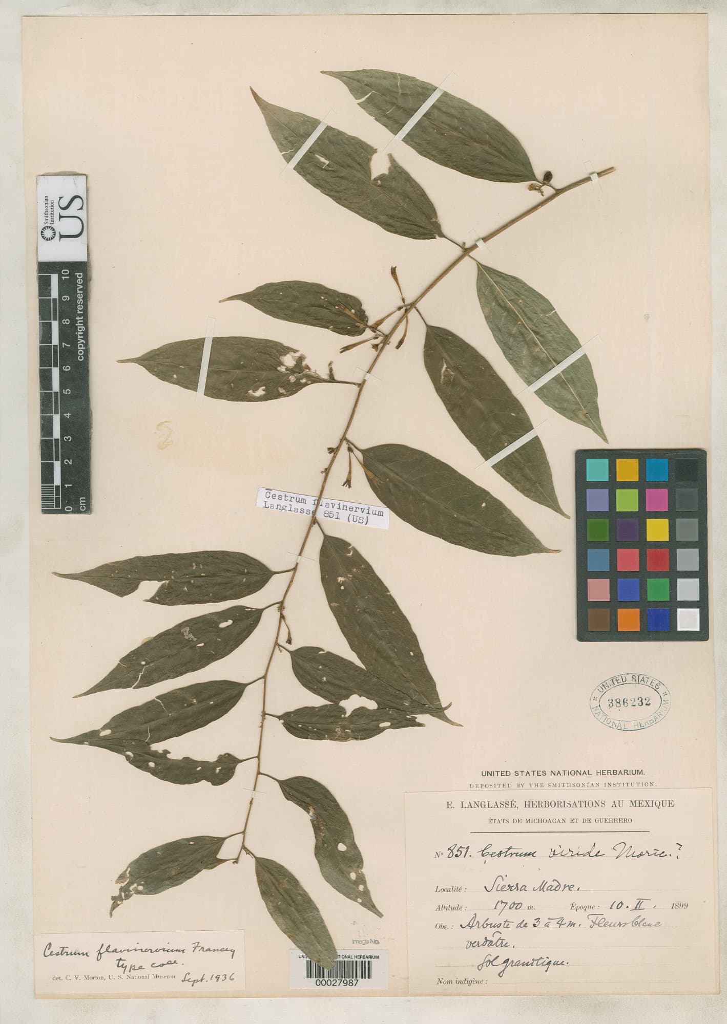 Cestrum flavinervium