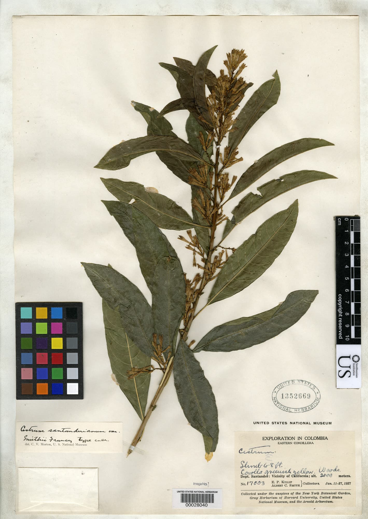Santander cestrum