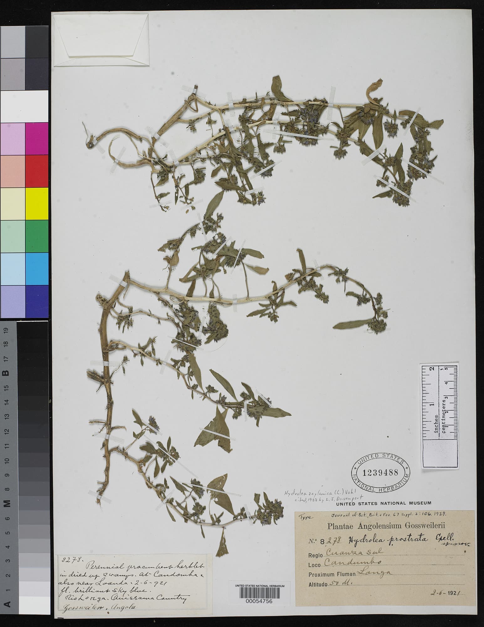 Hydrolea prostrata