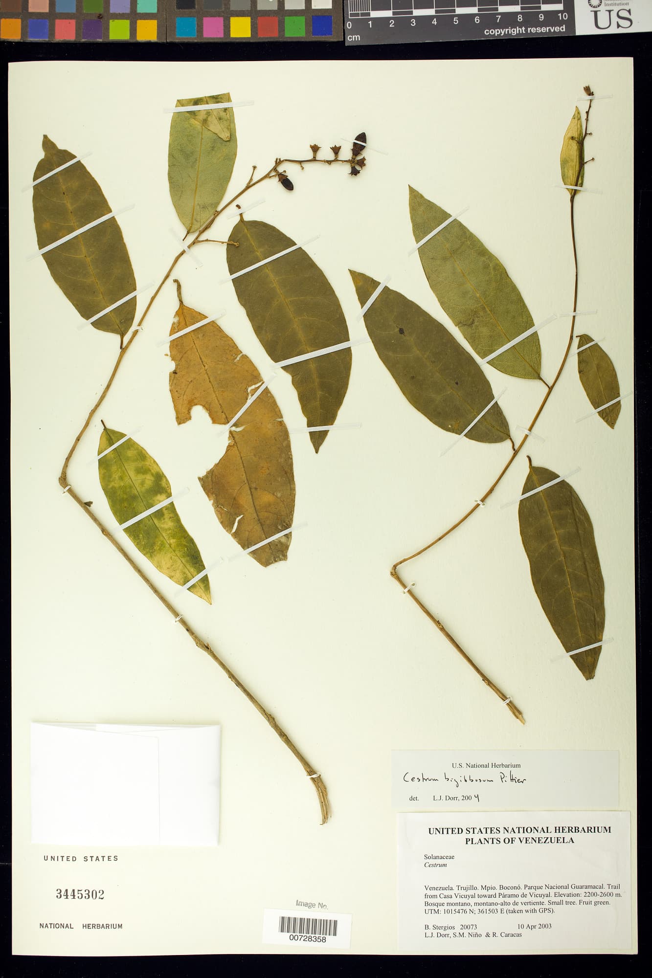 bigibbous cestrum