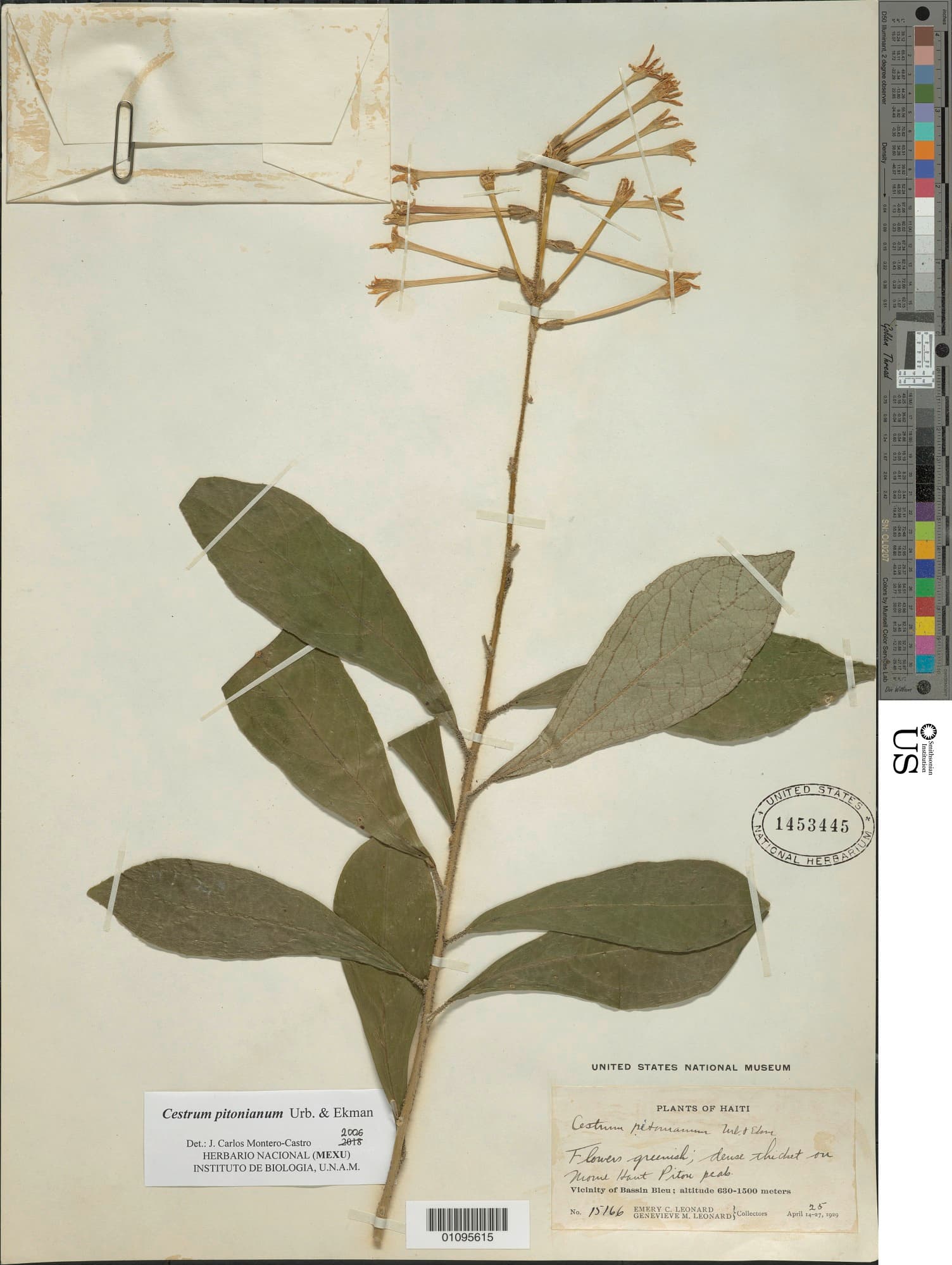 Cestrum pitonianum