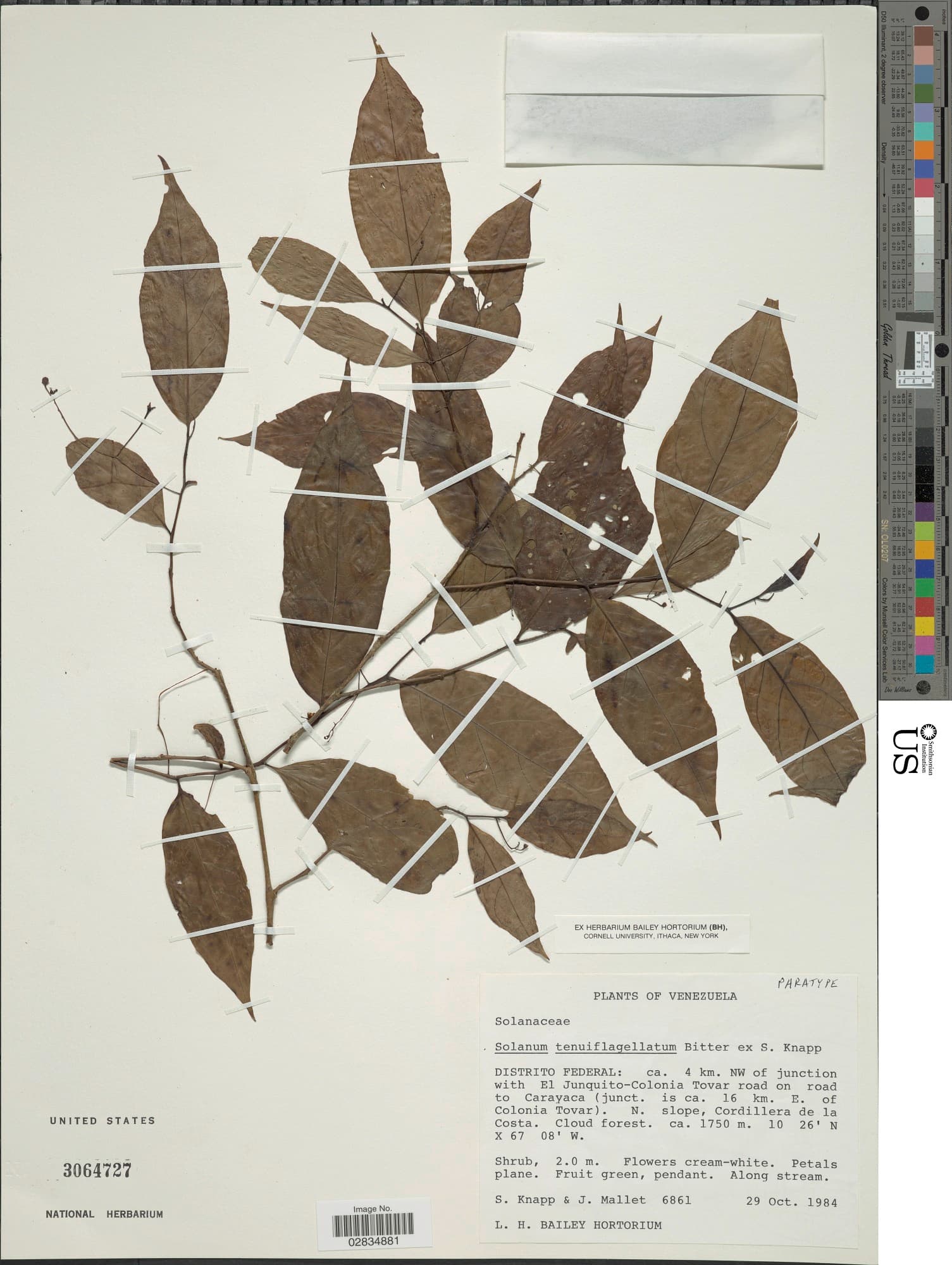 Solanum tenuiflagellatum