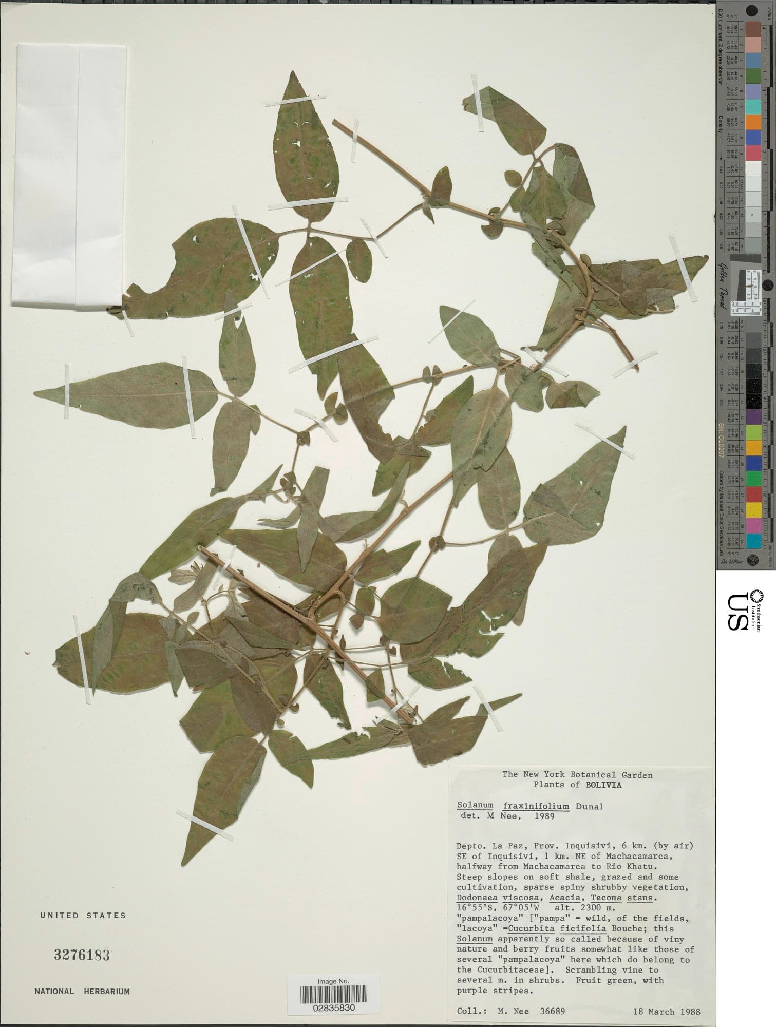Solanum fraxinifolium