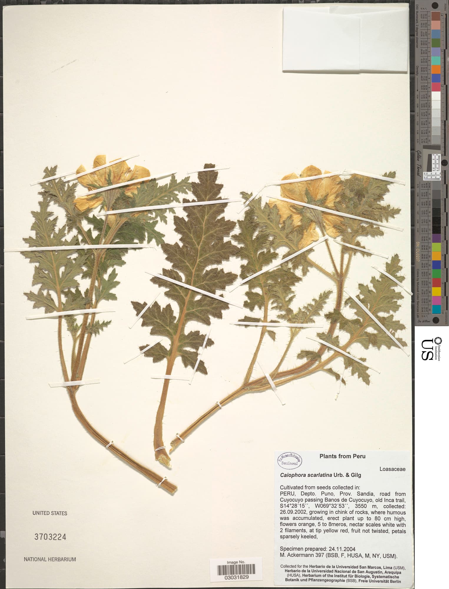 Caiophora scarlatina