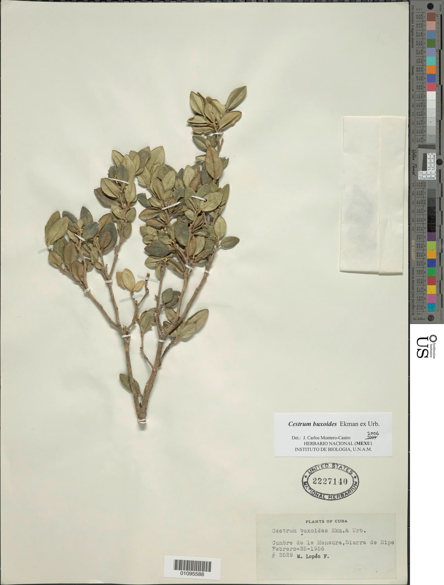 Cestrum buxoides