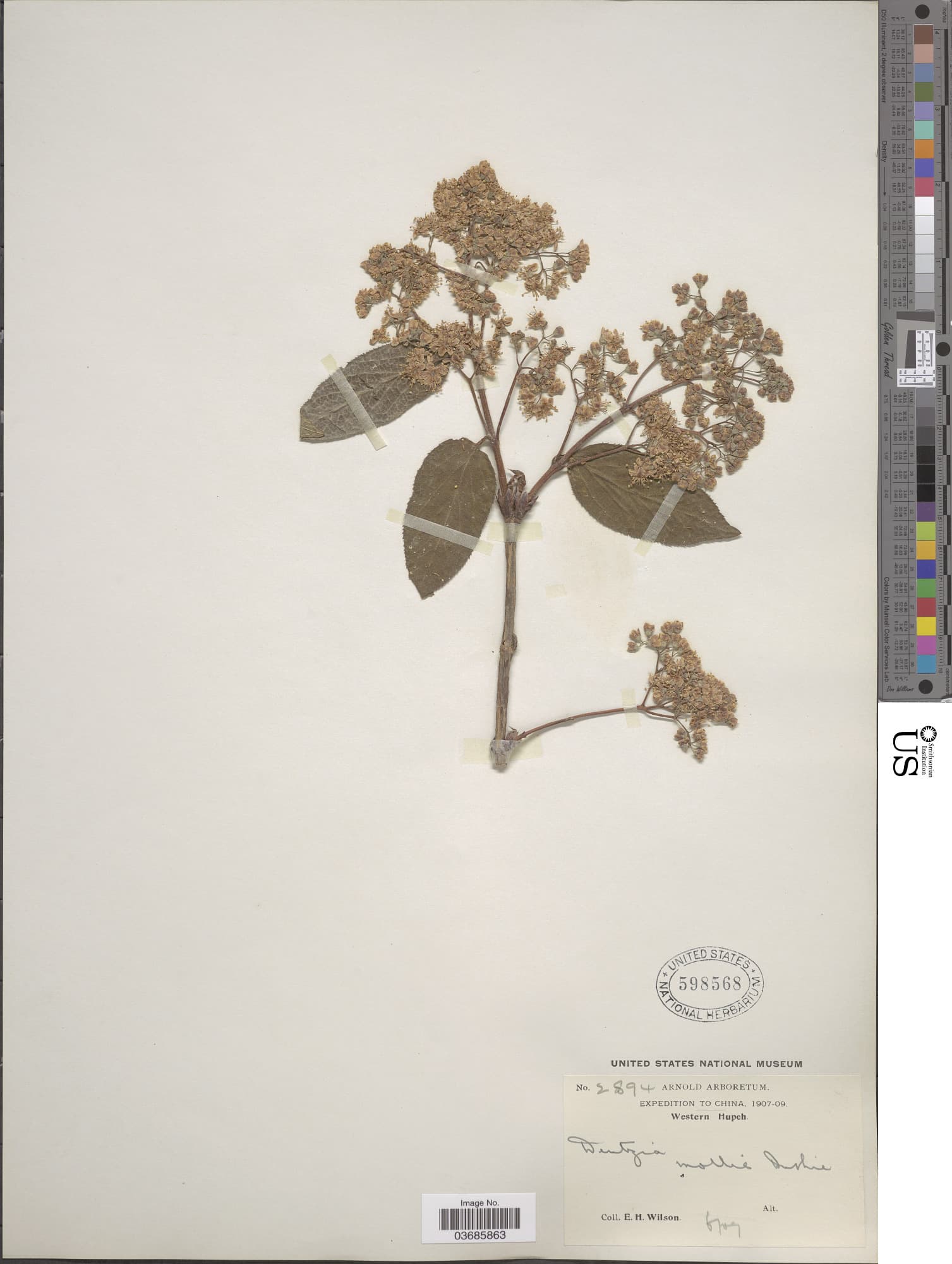 Deutzia mollis