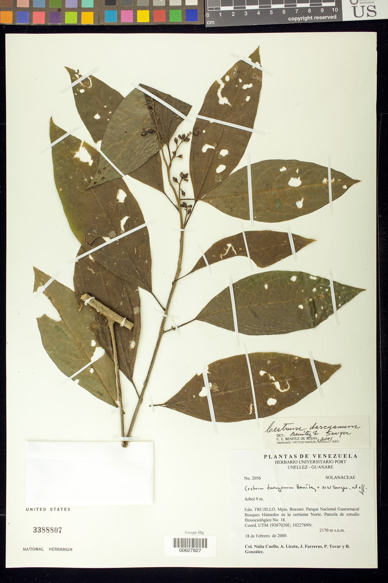 D'Arcy cestrum