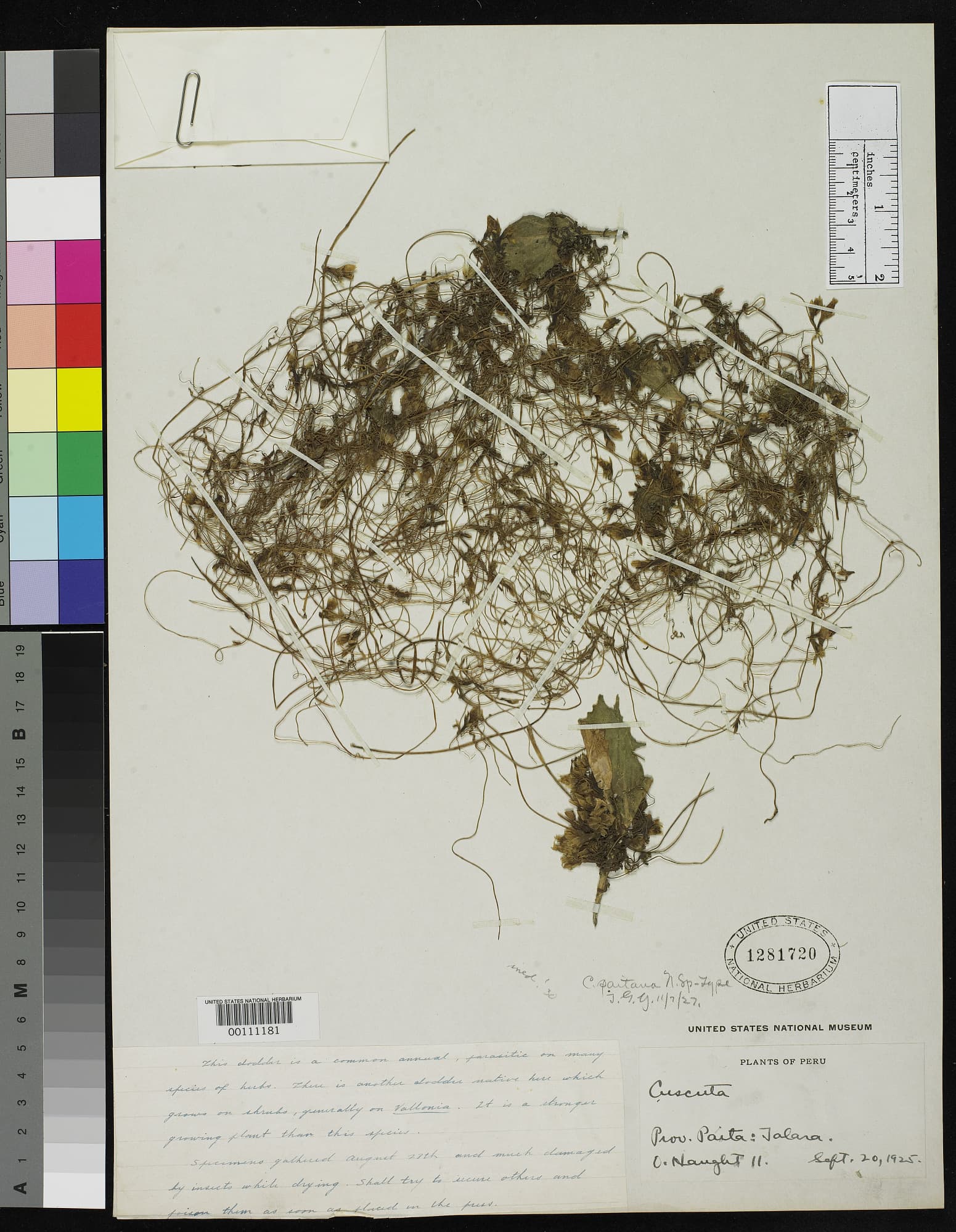 Cuscuta paitana
