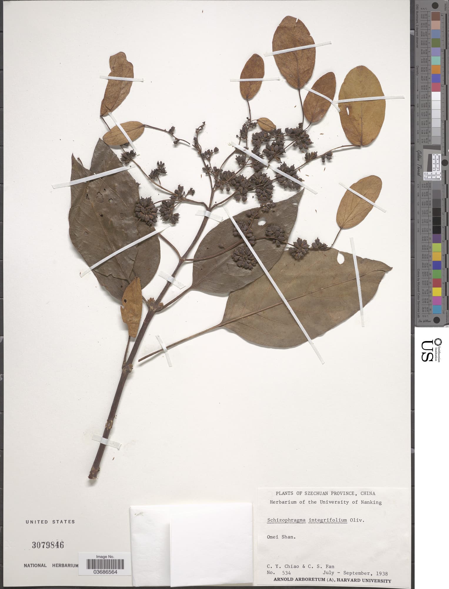Hydrangea ampla