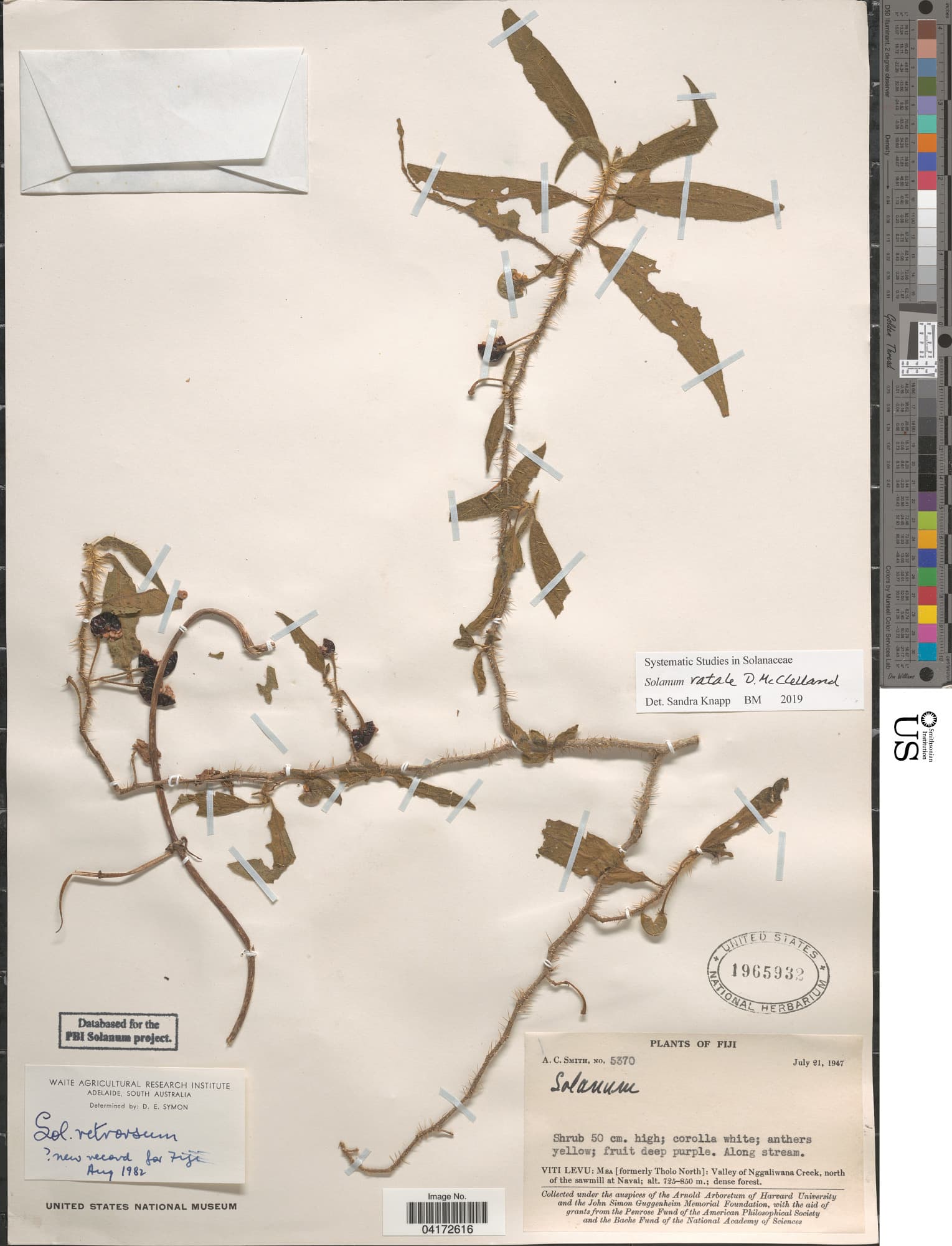 Solanum ratale