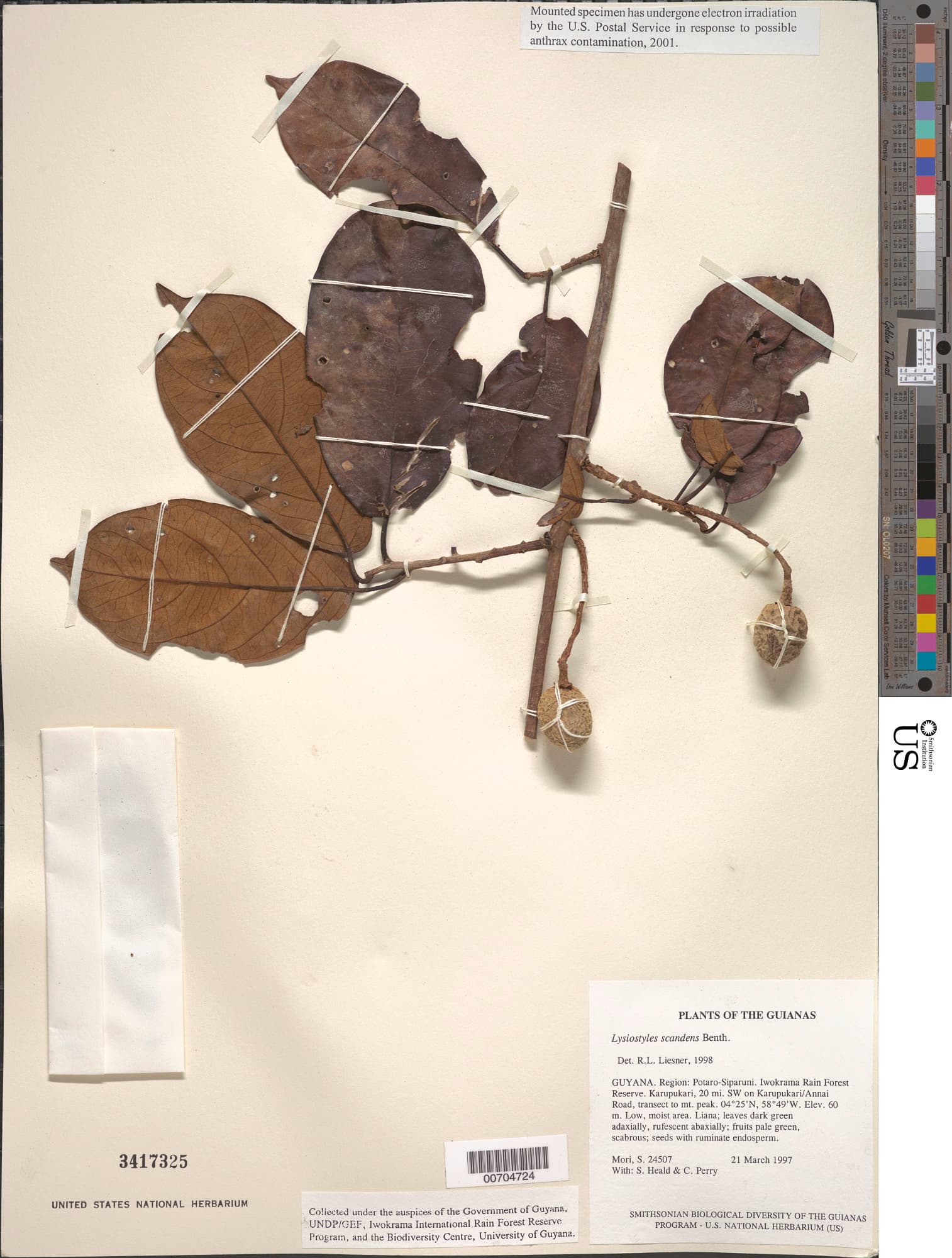 Lysiostyles scandens