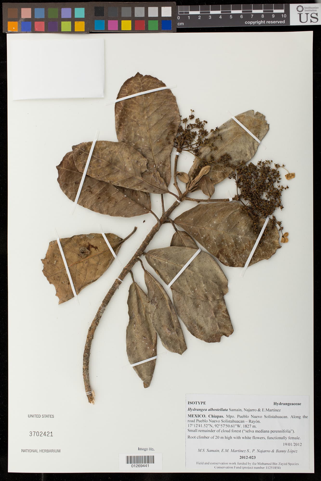 Hydrangea albostellata
