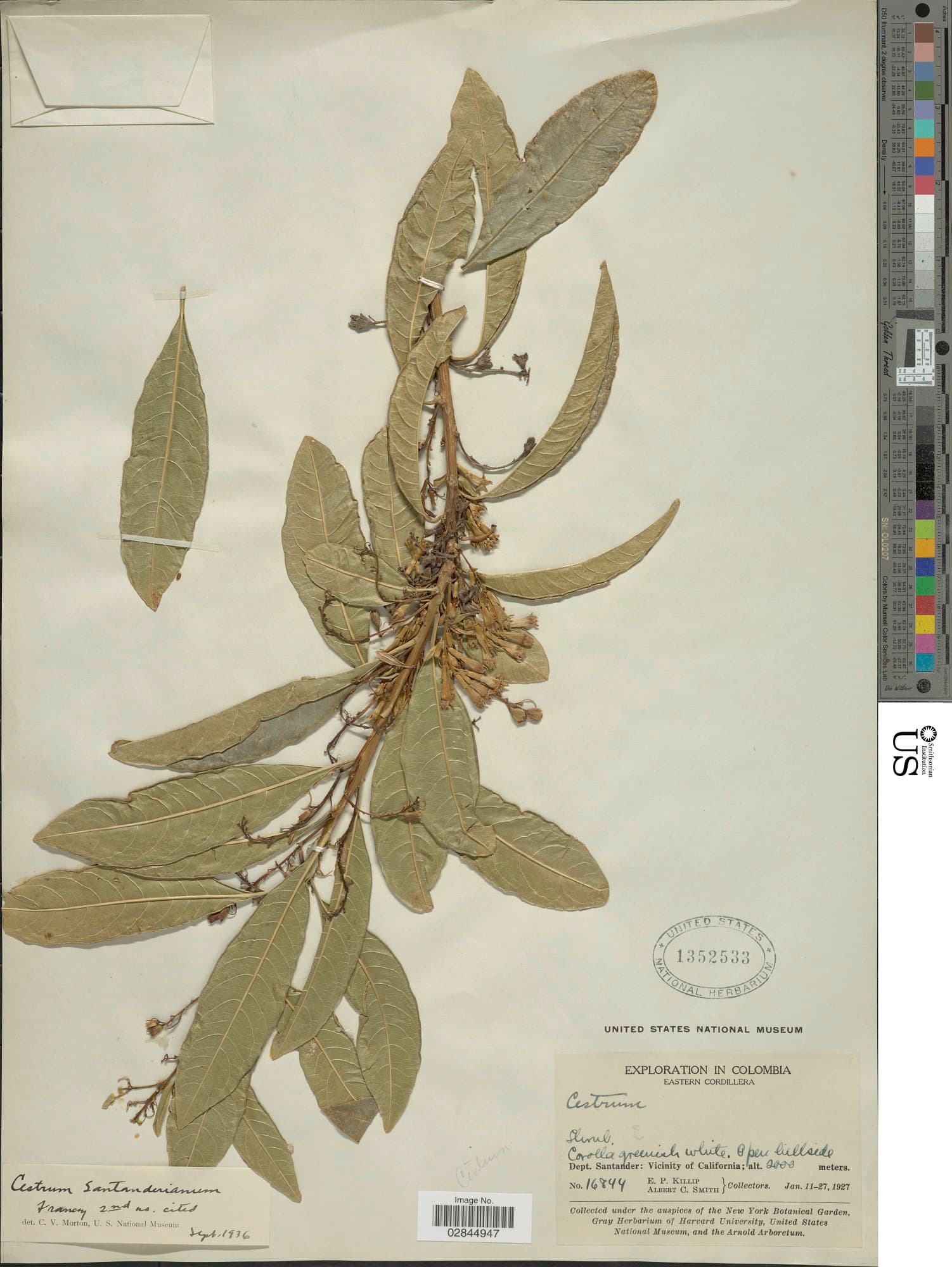 Santander cestrum
