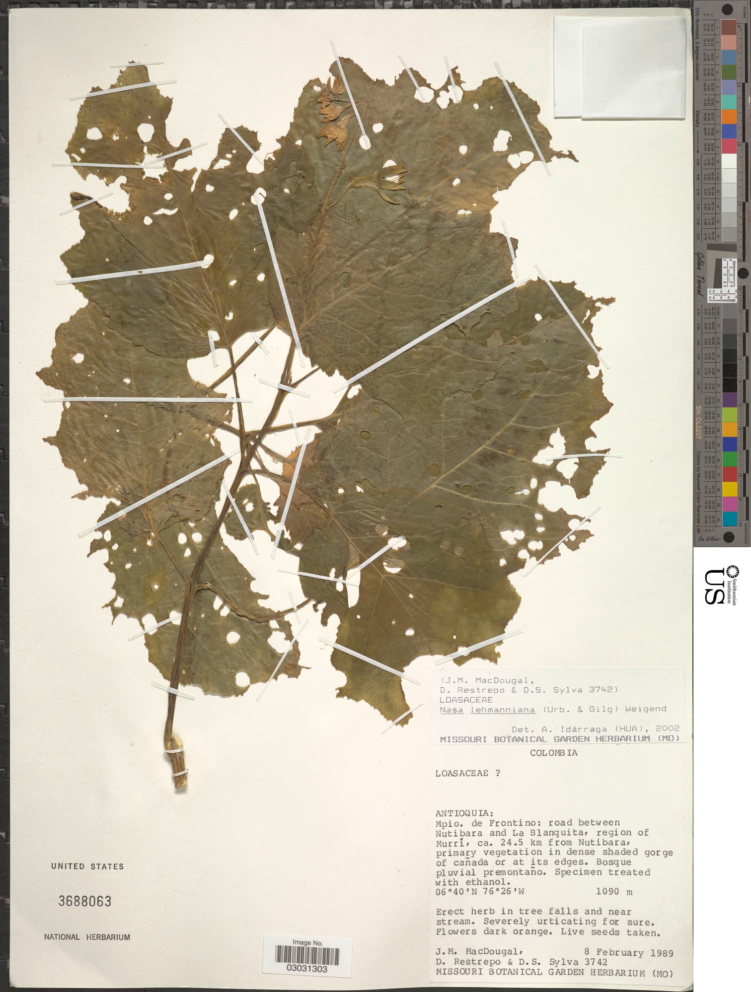 Nasa lehmanniana